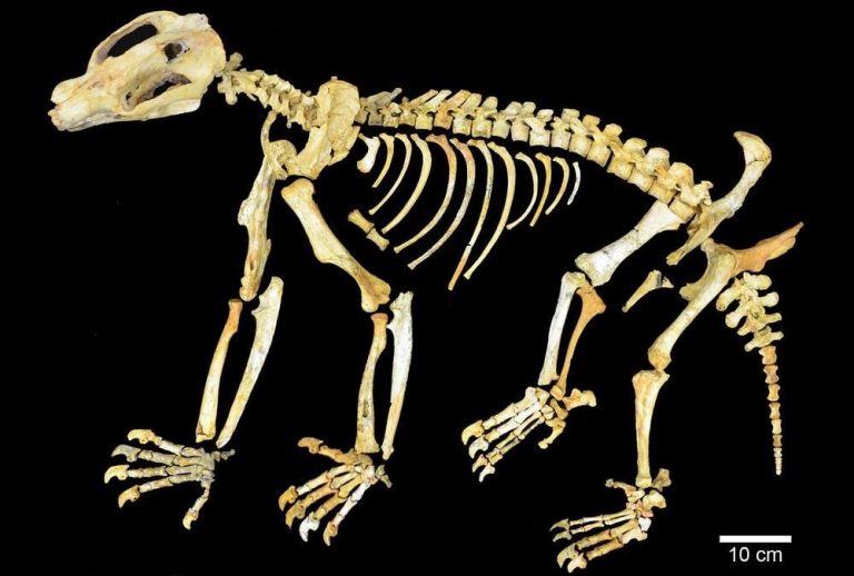 Fossil Activities for Kids - Complete Guides and Instructions ...